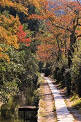 桜葉色づく哲学の道