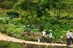 休日のアジサイ園