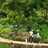 休日のアジサイ園