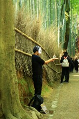 在りし日の嵯峨野竹林