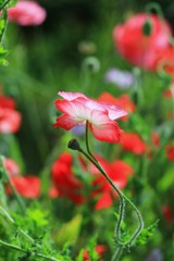 初夏の花壇