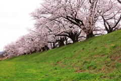 背割り桜・左良し！