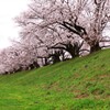 背割り桜・左良し！