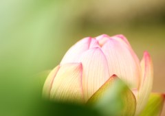 ほのかに