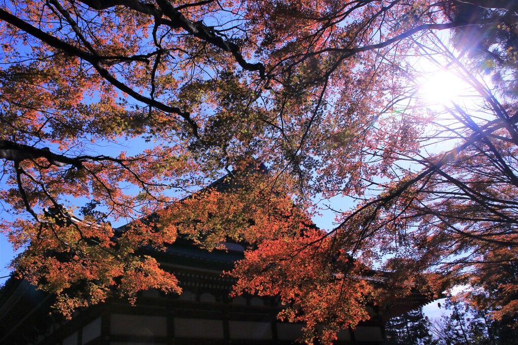 比叡山延暦寺の紅葉