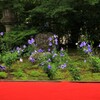 古都の花