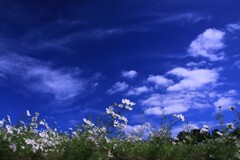 空・雲・花