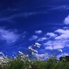 空・雲・花