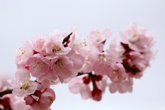 春の花 ”アンズ”