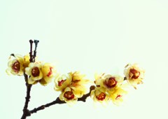 春の香り