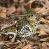 トラツグミ