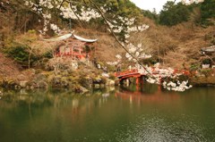 秀吉が愛した桜★醍醐寺・弁天堂の桜★