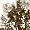この木なんの木実のなる木？