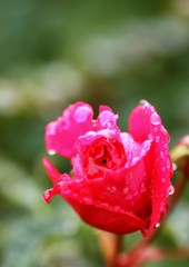 冬薔薇