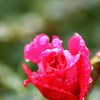 冬薔薇
