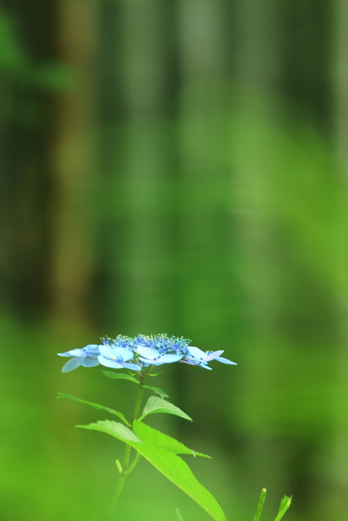 竹林に一輪