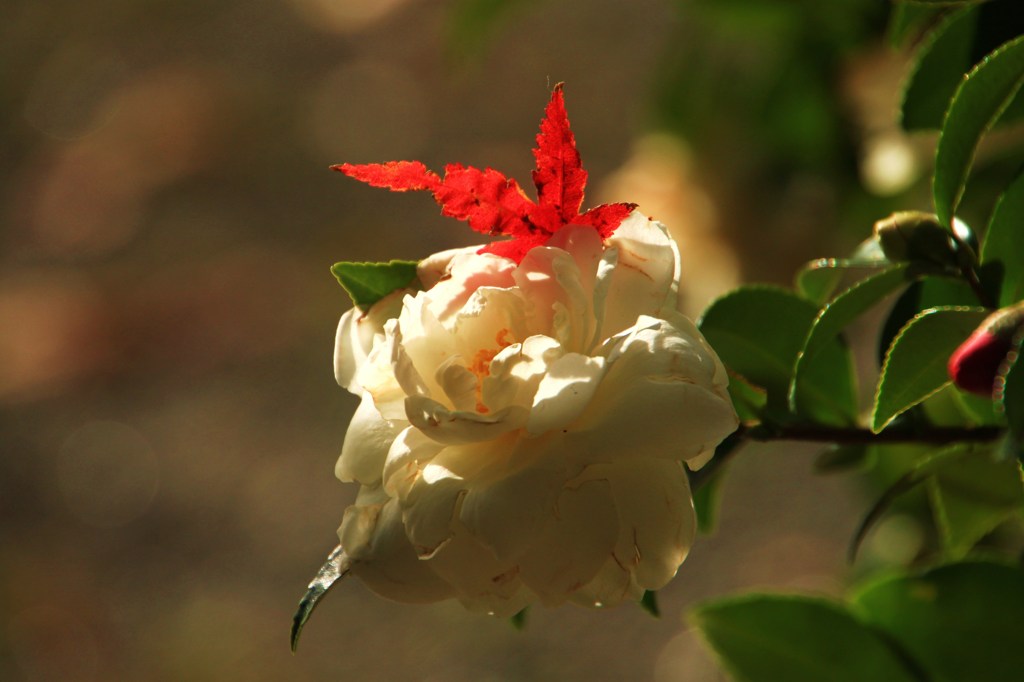 山茶花お化粧する