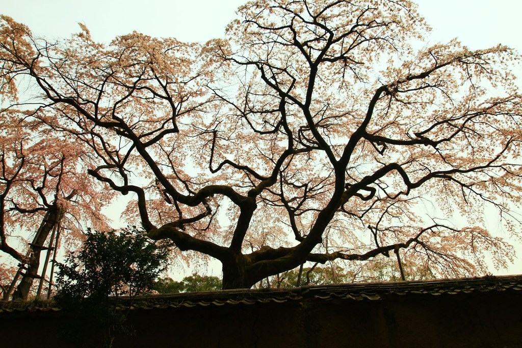 秀吉が愛した桜★醍醐寺・三宝院のしだれ桜★