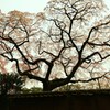 秀吉が愛した桜★醍醐寺・三宝院のしだれ桜★