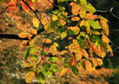 柿の葉紅葉