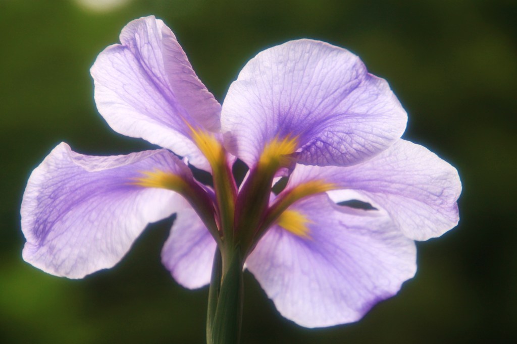 しょうぶ＜蛇の目傘＞②