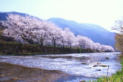 大原高野川桜堤③