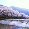 大原高野川桜堤③