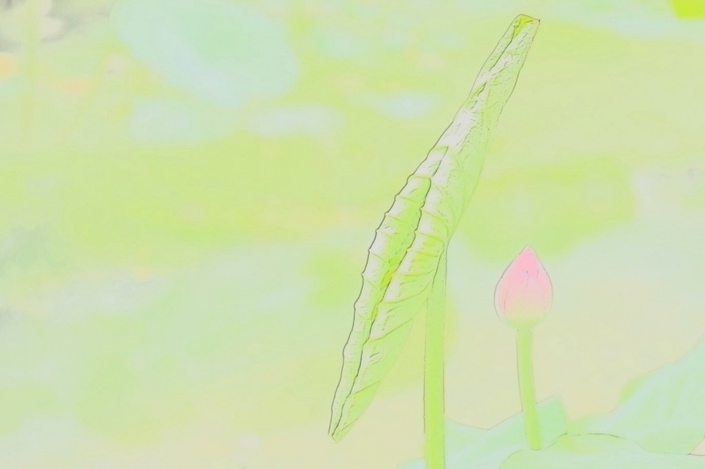 ツボミ