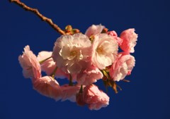 夕陽に映える熟桜