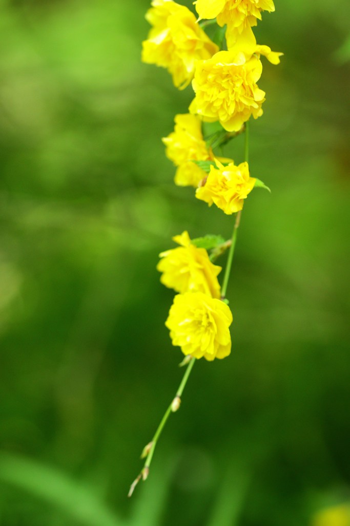 八 重