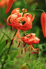 オニユリの水浴び2