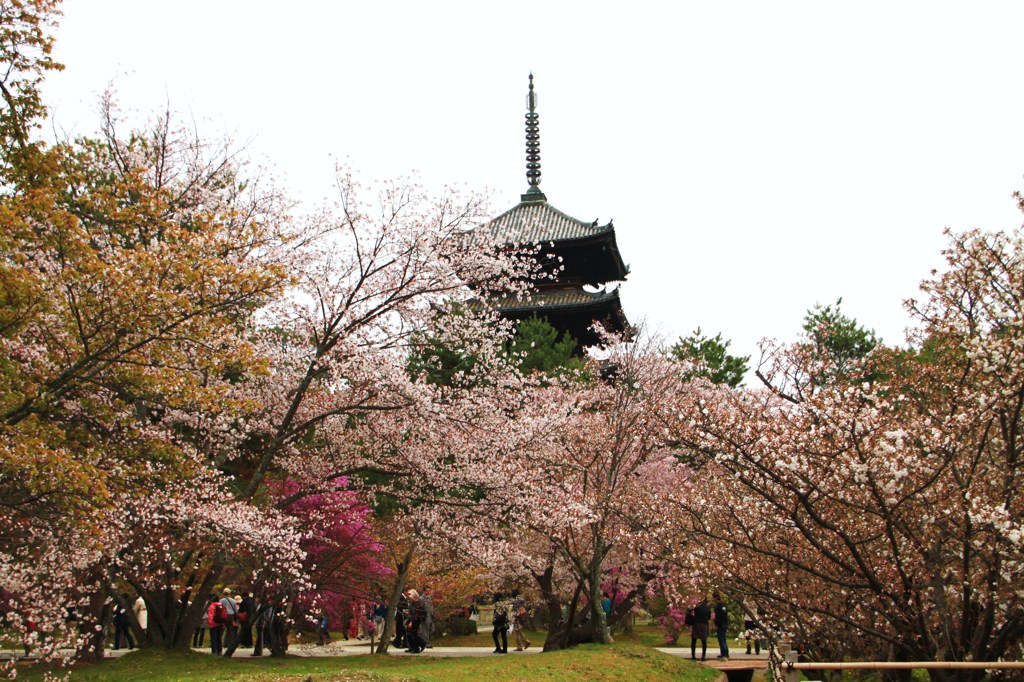 仁和寺・五重塔と桜