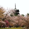 仁和寺・五重塔と桜