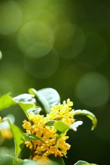 秋の香り