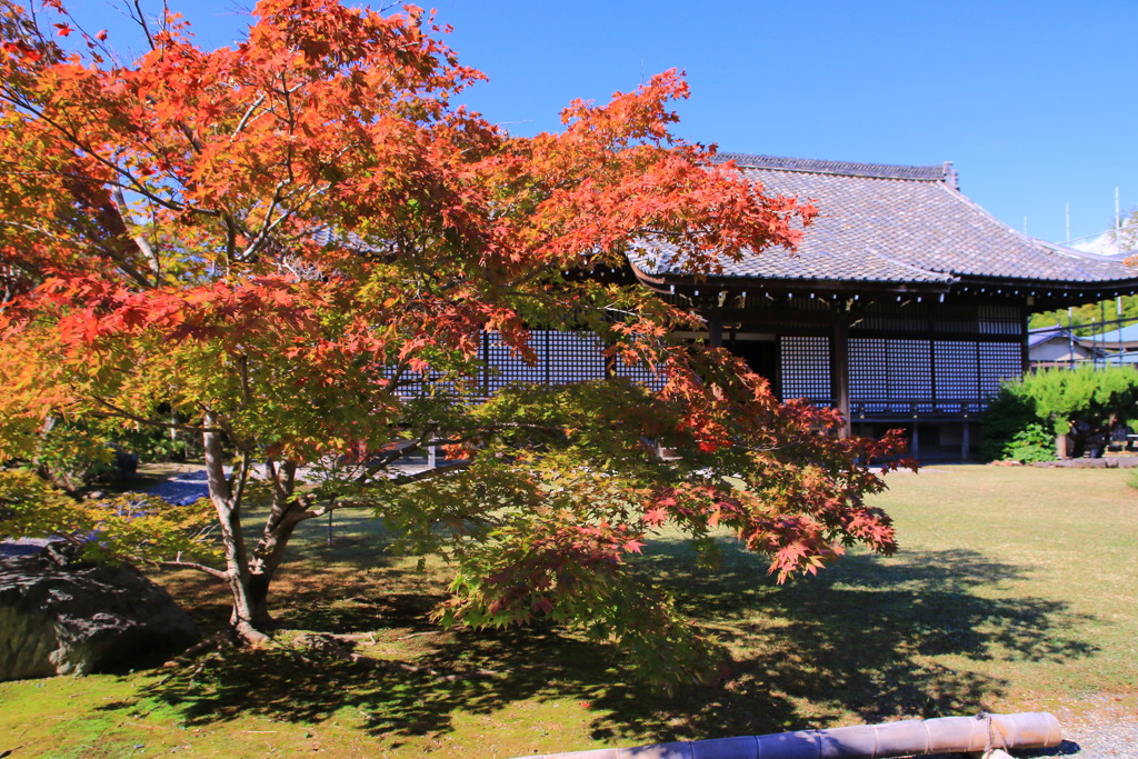 霜月・紅葉
