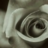 薔薇の質感