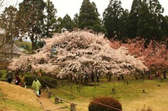 秀吉が愛した桜★醍醐寺・三宝院の桜★