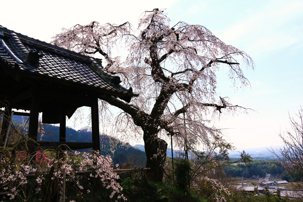 古刹の桜★地蔵禅院のしだれ桜★