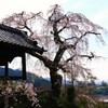 古刹の桜★地蔵禅院のしだれ桜★