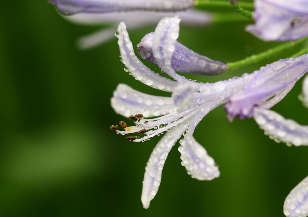 梅雨の華