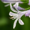 梅雨の華