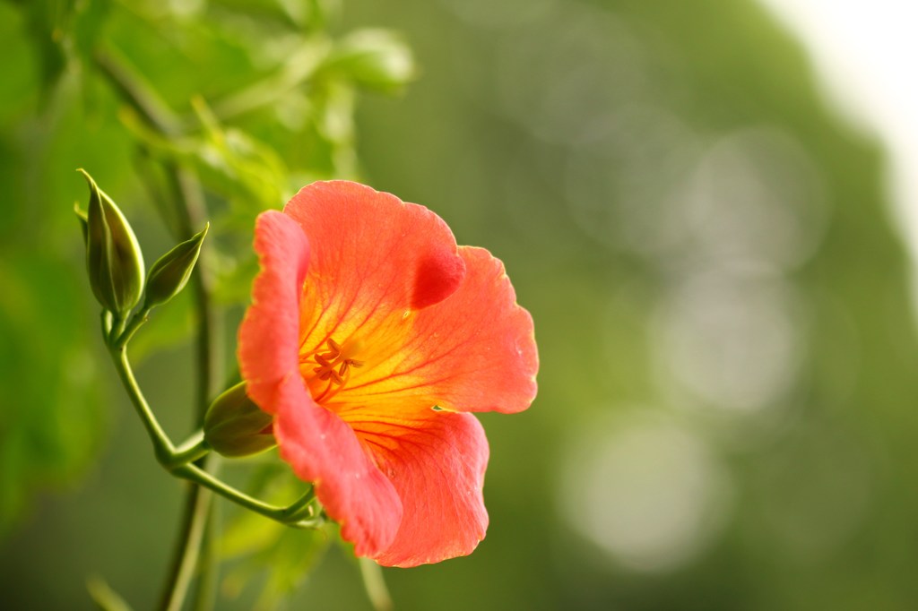情熱の花