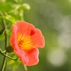 情熱の花