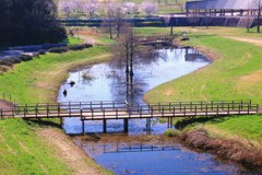 我が公園に春の光♪