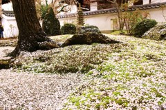 落花感傷