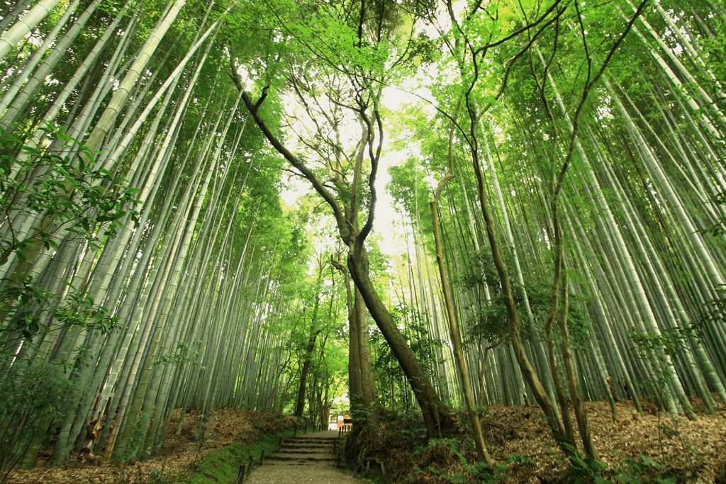 竹林の参道