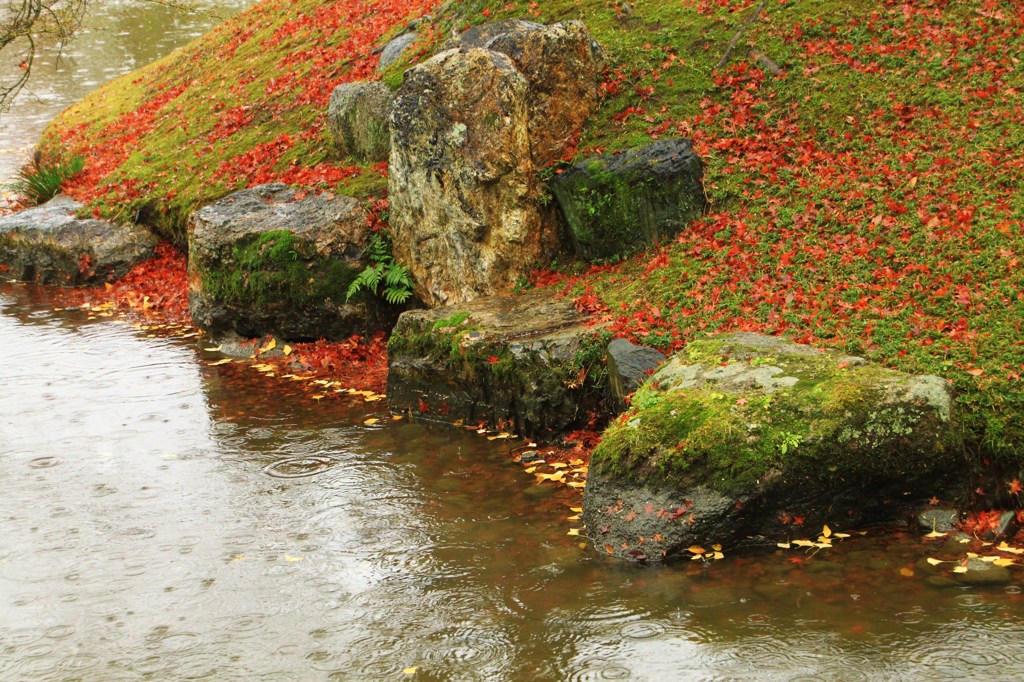 雨の晩秋
