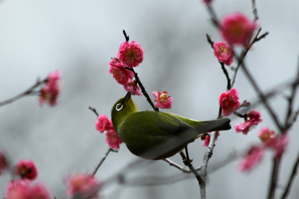 梅とコラボ