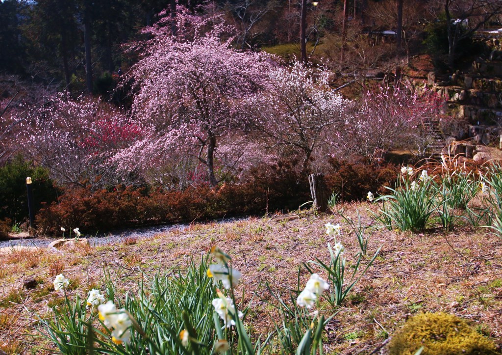 石山寺の梅