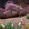 石山寺の梅